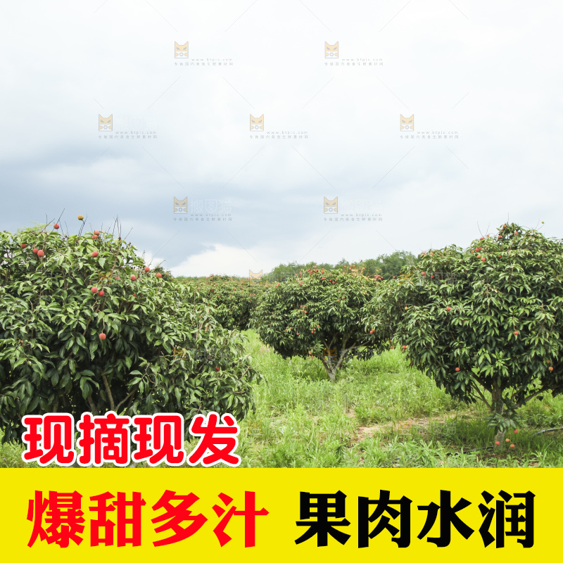 树上的荔枝