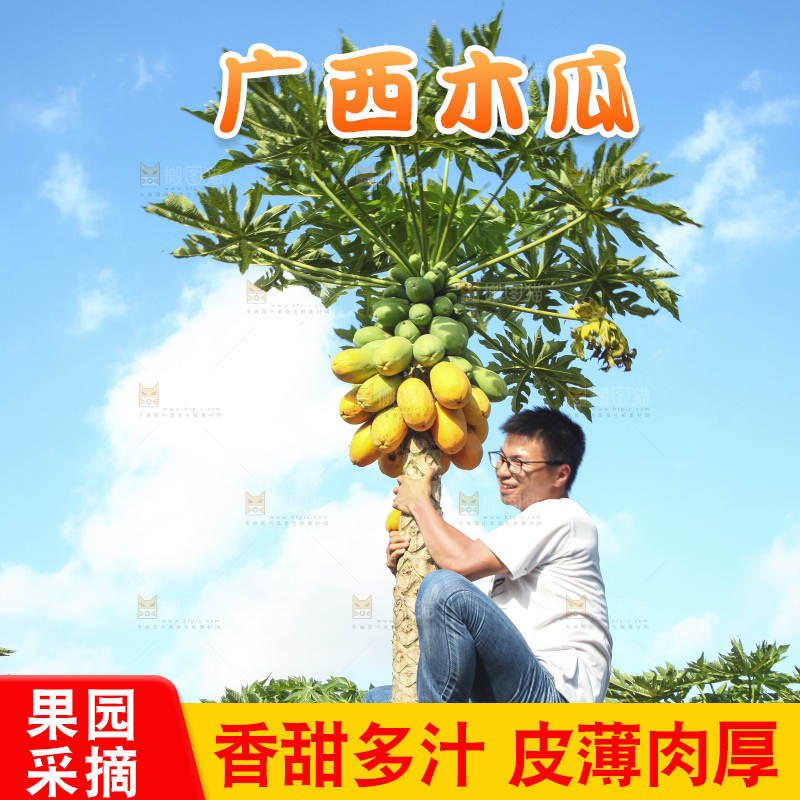 树上的木瓜
