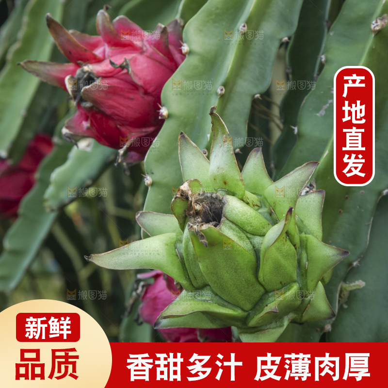 火龙果产地