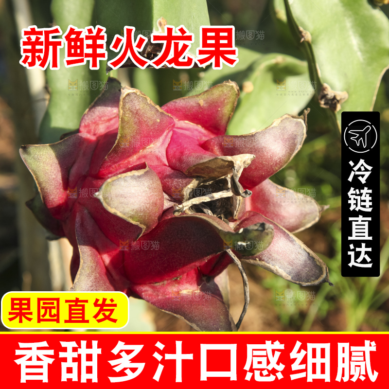 火龙果产地
