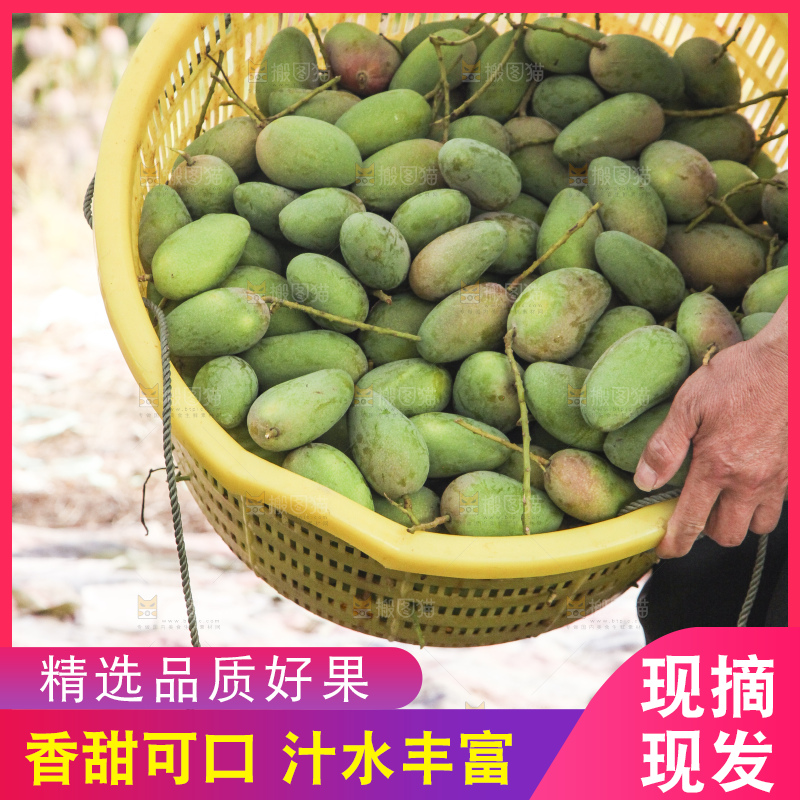 树上的小台芒