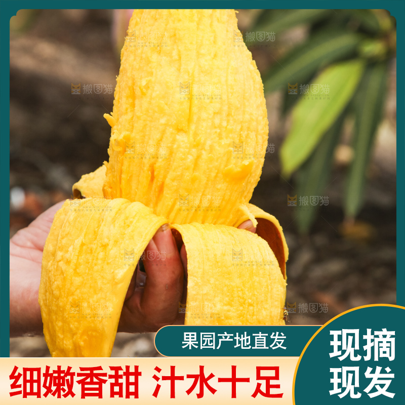 树上的新鲜芒果