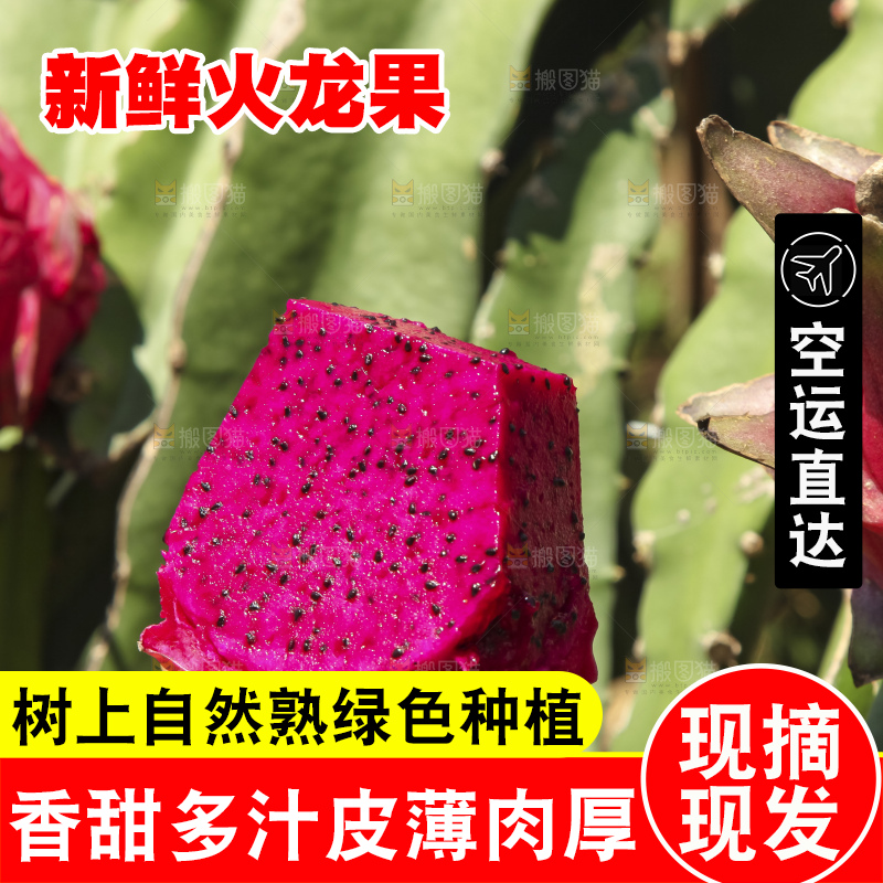 火龙果产地