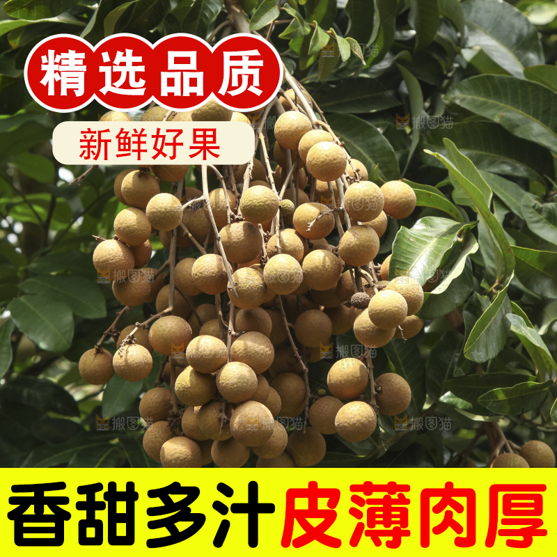 树上的新鲜龙眼