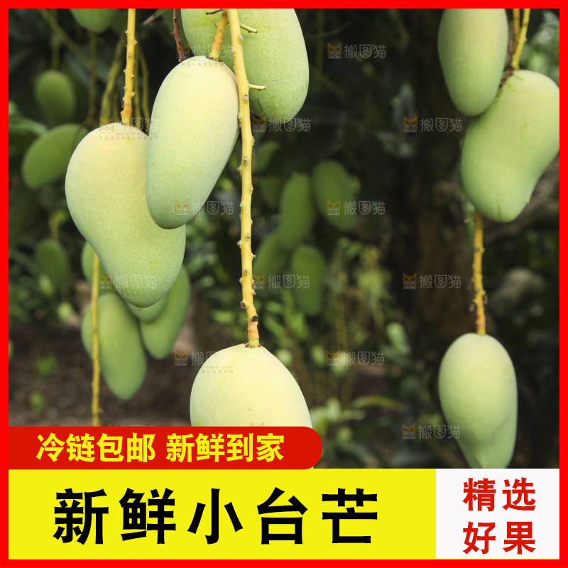 树上的小台芒