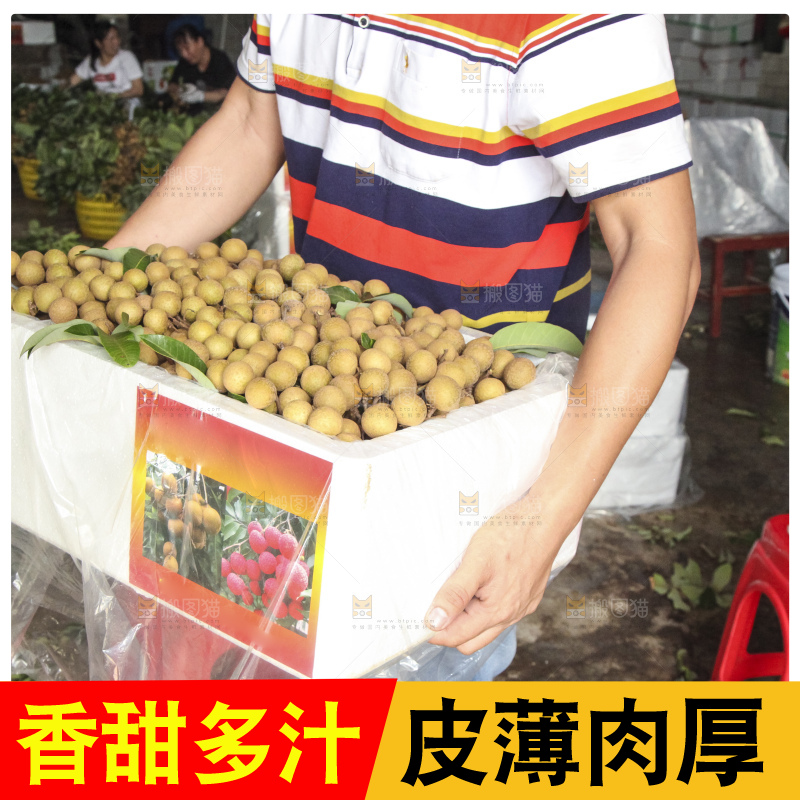 树上的新鲜龙眼
