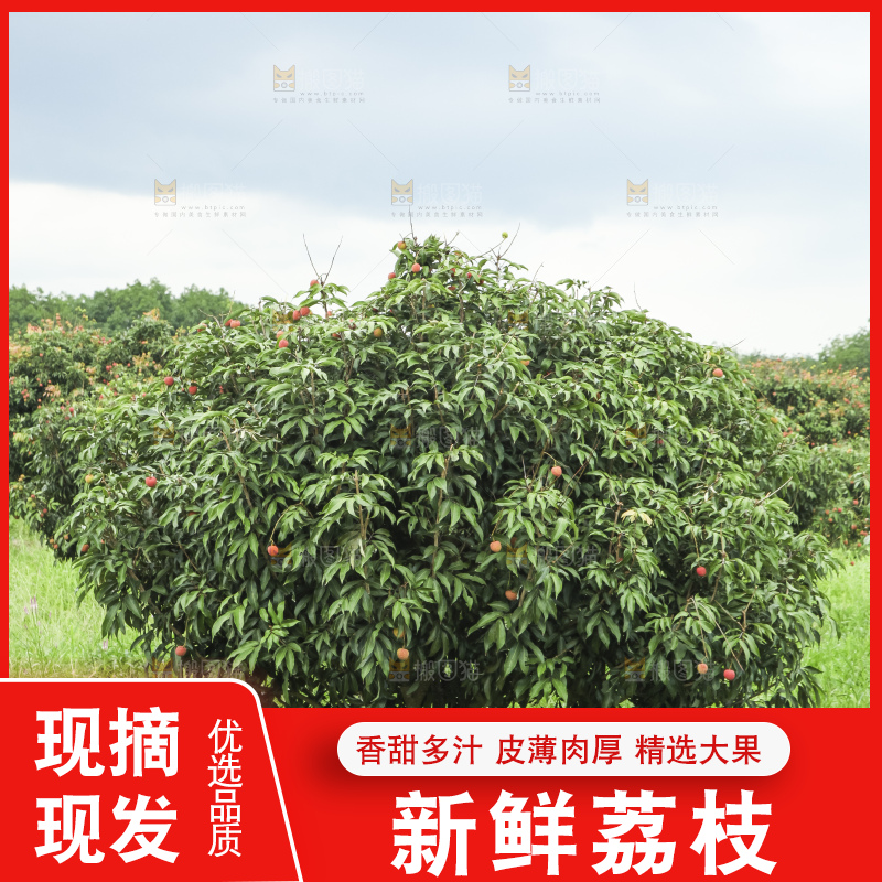 树上的荔枝