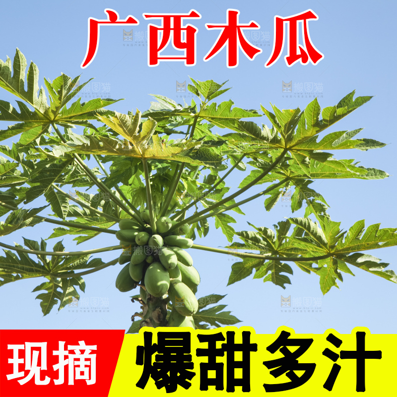 树上的木瓜