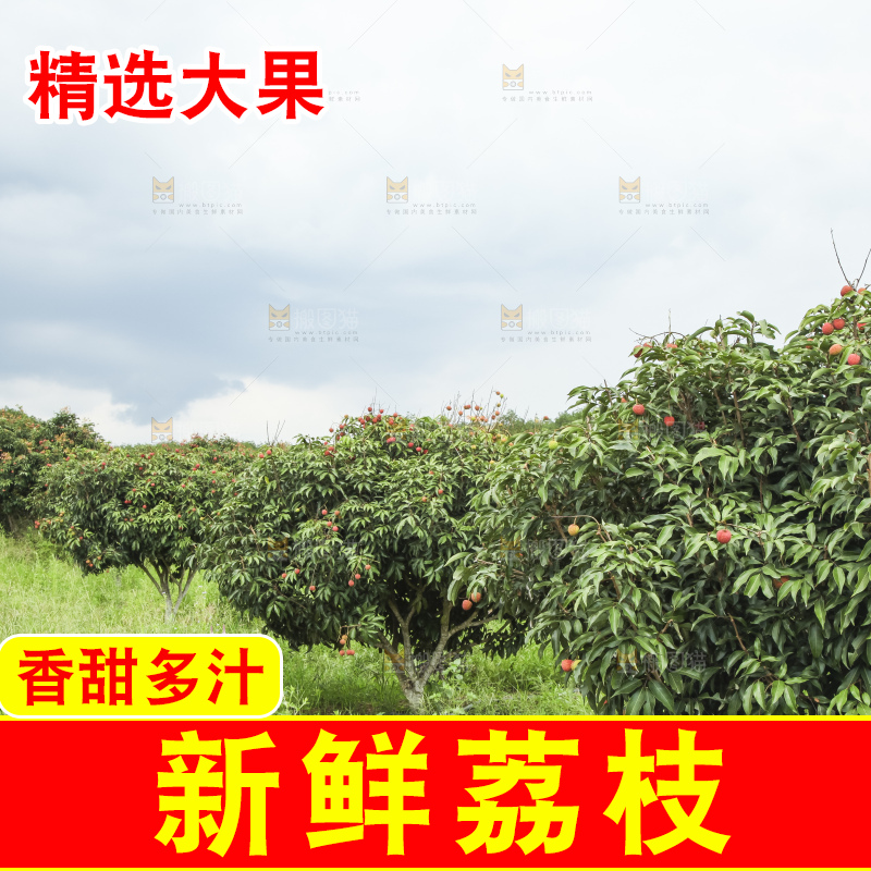 树上的荔枝