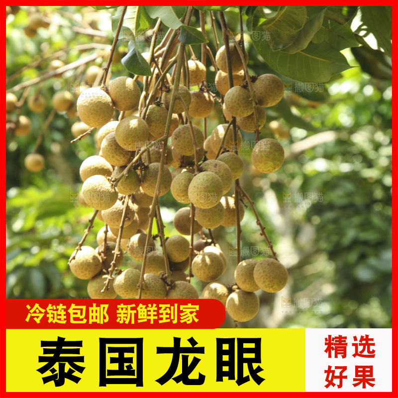 树上的新鲜龙眼