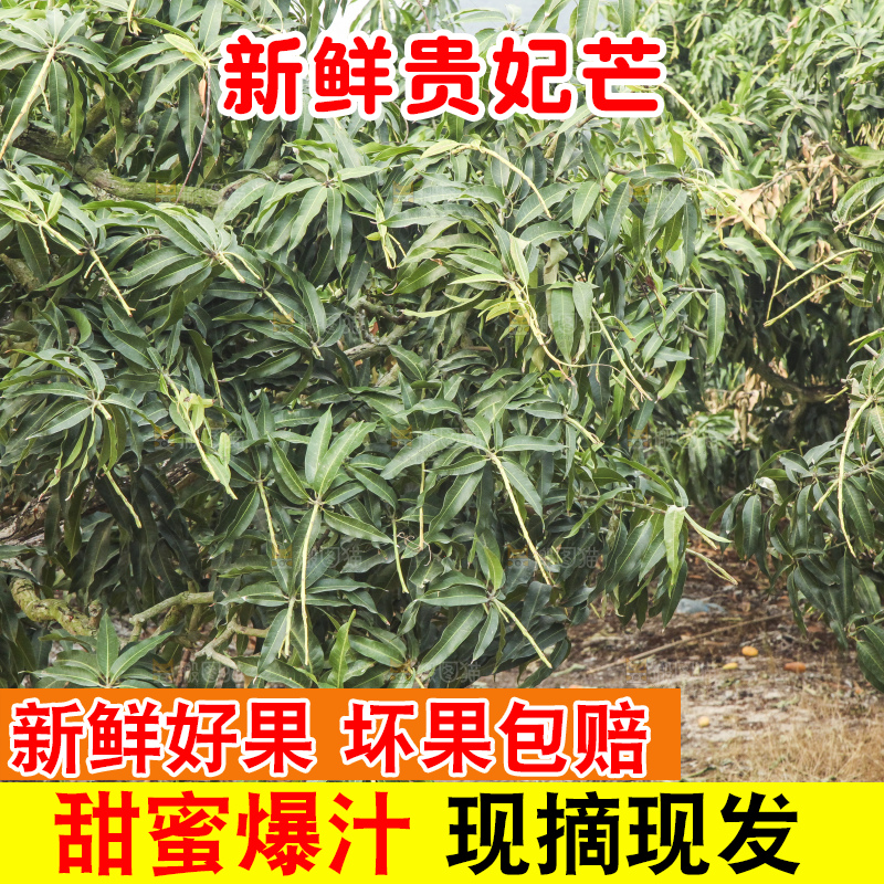树上的新鲜芒果