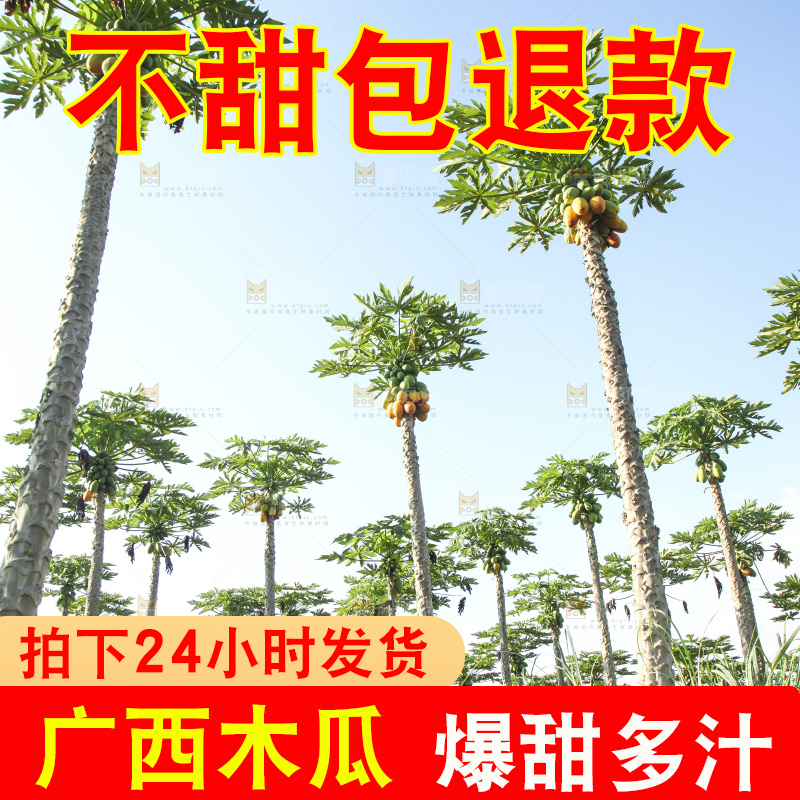 树上的木瓜
