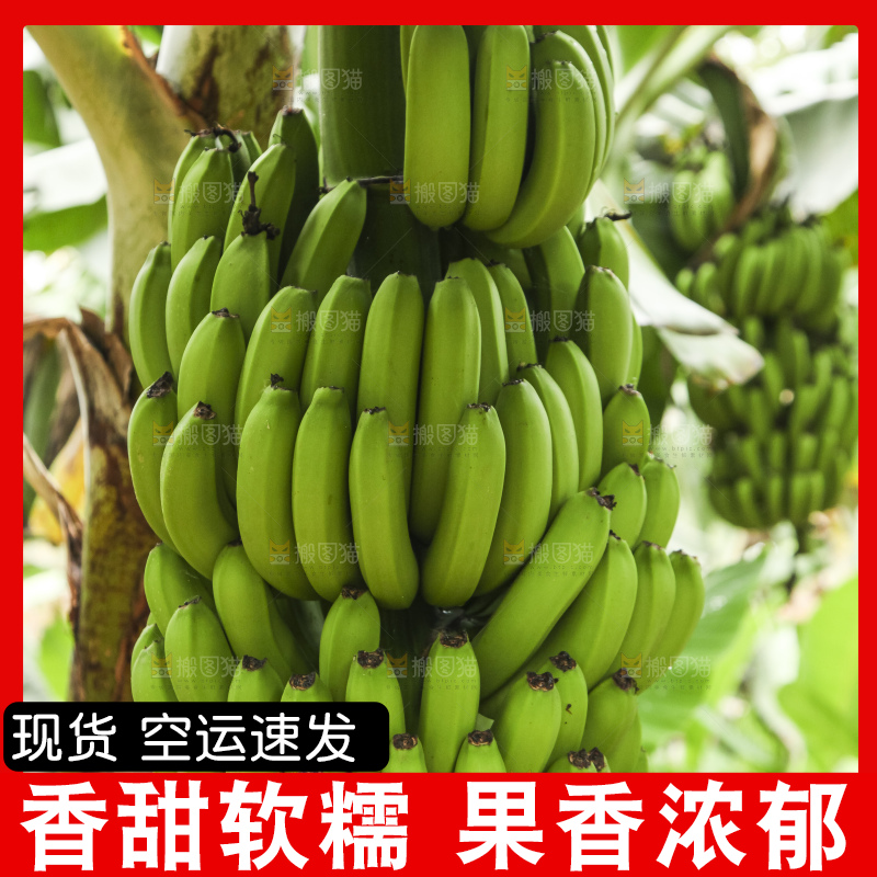 树上的新鲜香蕉