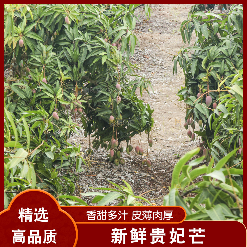 树上的新鲜芒果