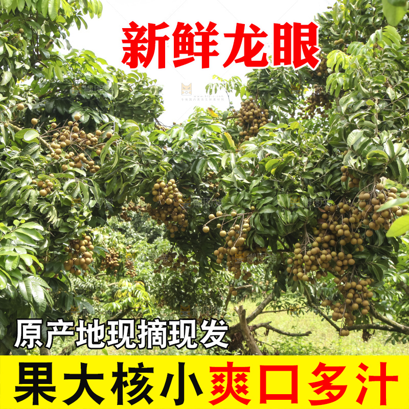 树上的新鲜龙眼