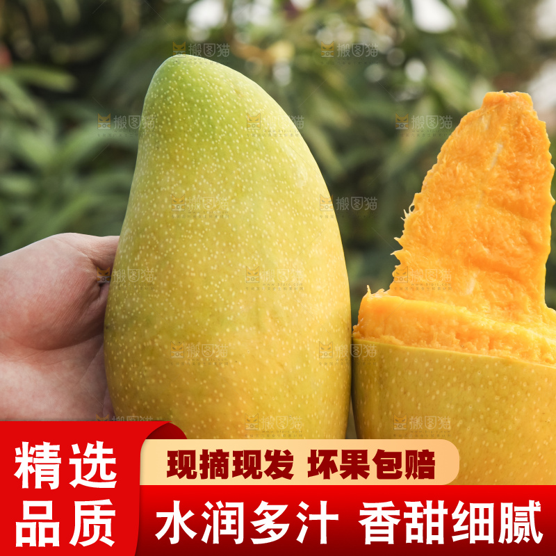 手里拿着金煌芒