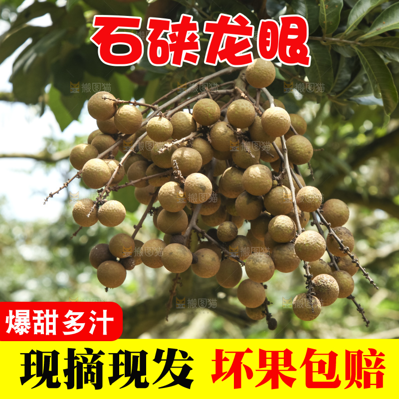 树上的新鲜龙眼