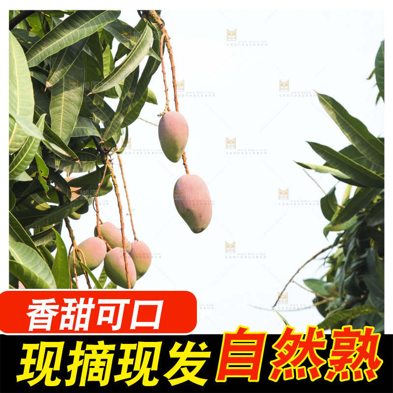 树上的新鲜芒果