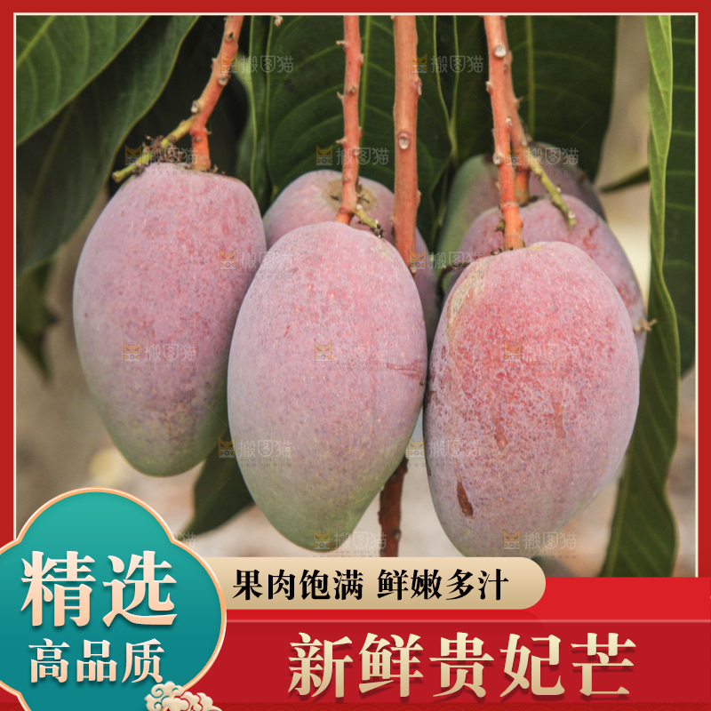 树上的新鲜芒果