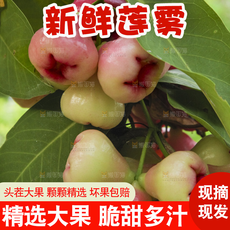树上的新鲜莲雾