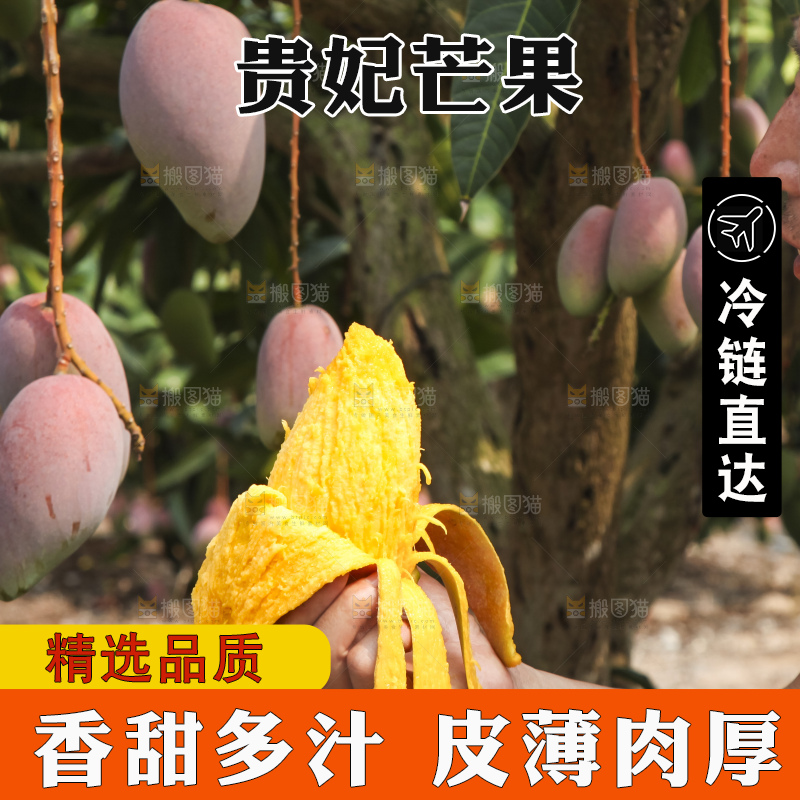 树上的新鲜芒果