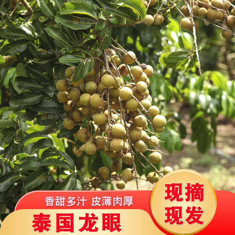 树上的新鲜龙眼