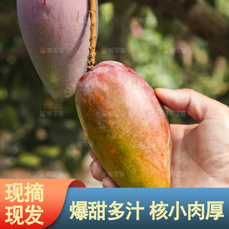 树上的新鲜芒果