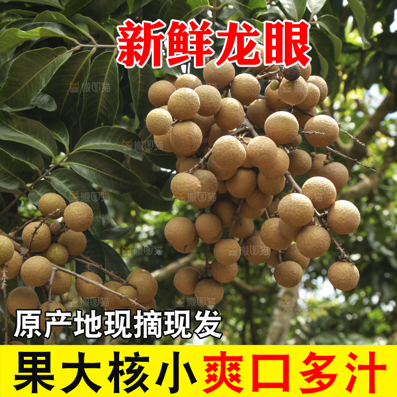 树上的新鲜龙眼