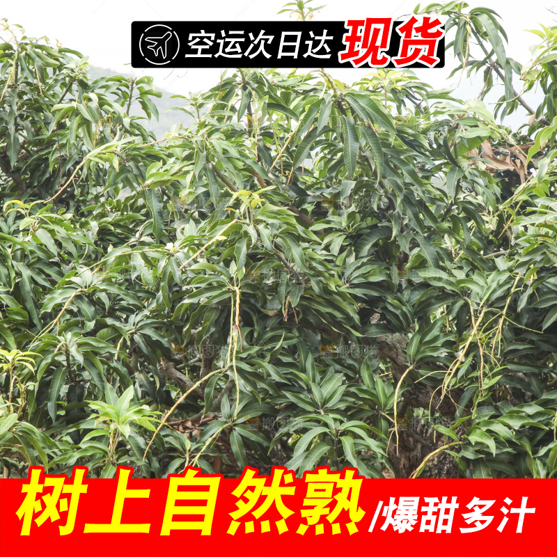 树上的新鲜芒果