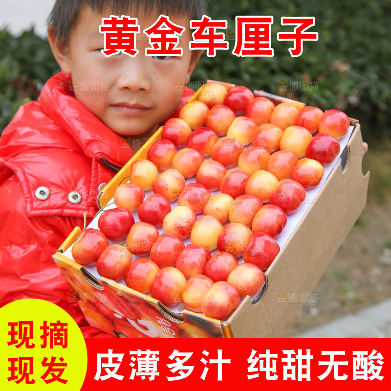 手里拿着黄金车厘子