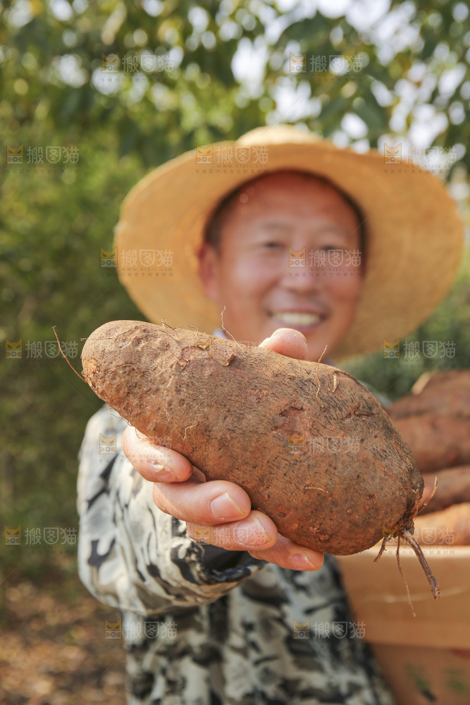 手里拿着云南山药