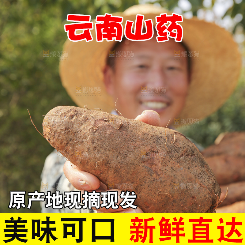 手里拿着云南山药