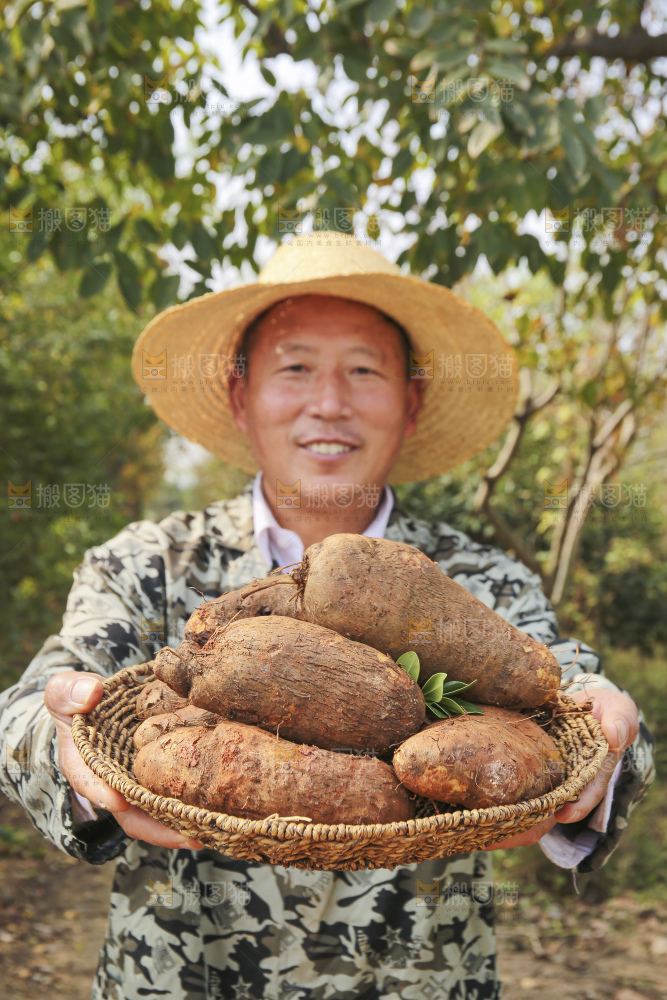 手里拿着云南山药