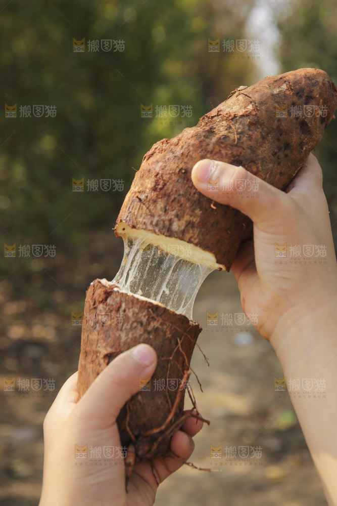 手里拿着云南山药