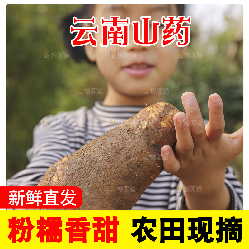 手里拿着云南山药