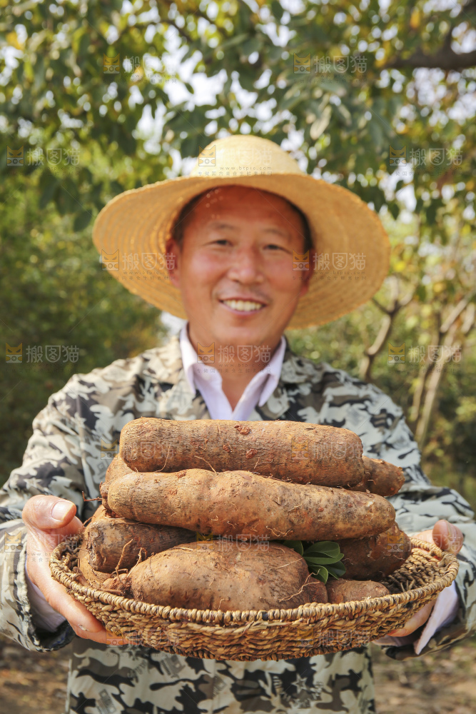 手里拿着云南山药