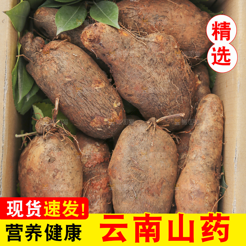 手里拿着云南山药