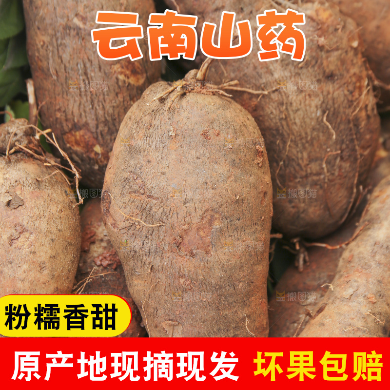 手里拿着云南山药