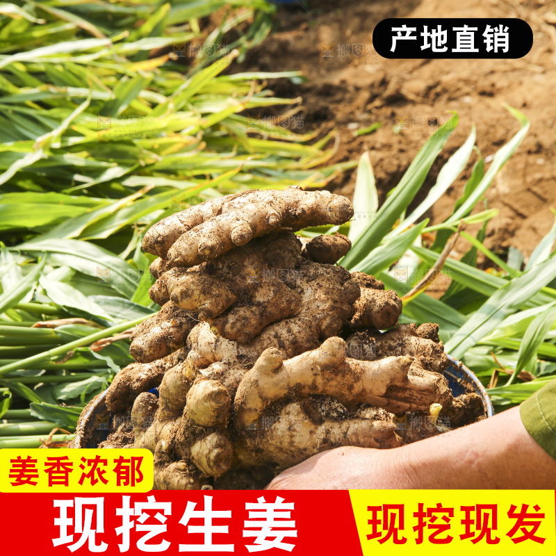 手里拿着新鲜生姜