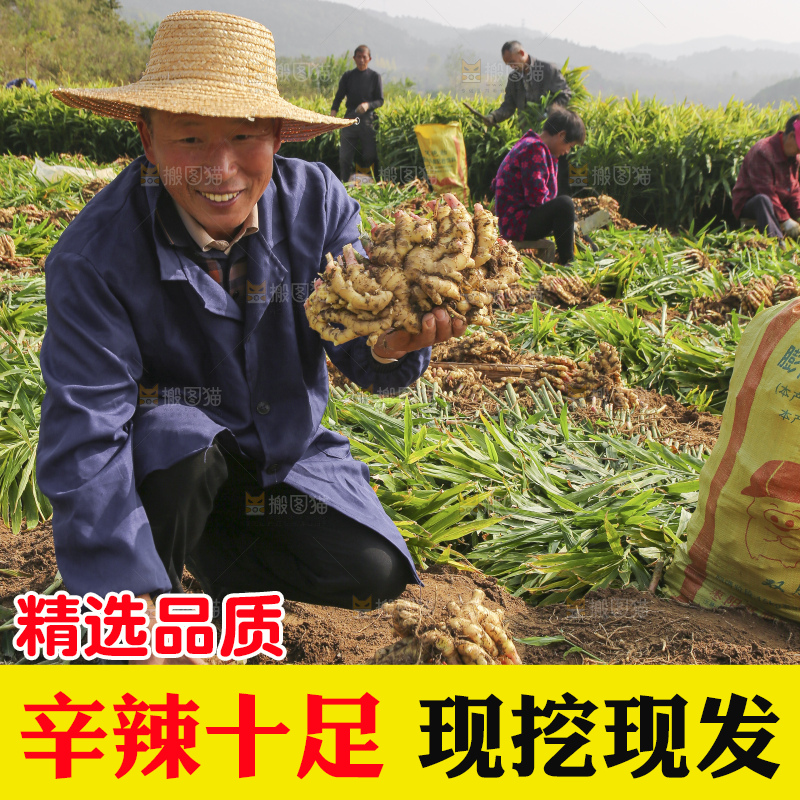手里拿着新鲜小黄姜