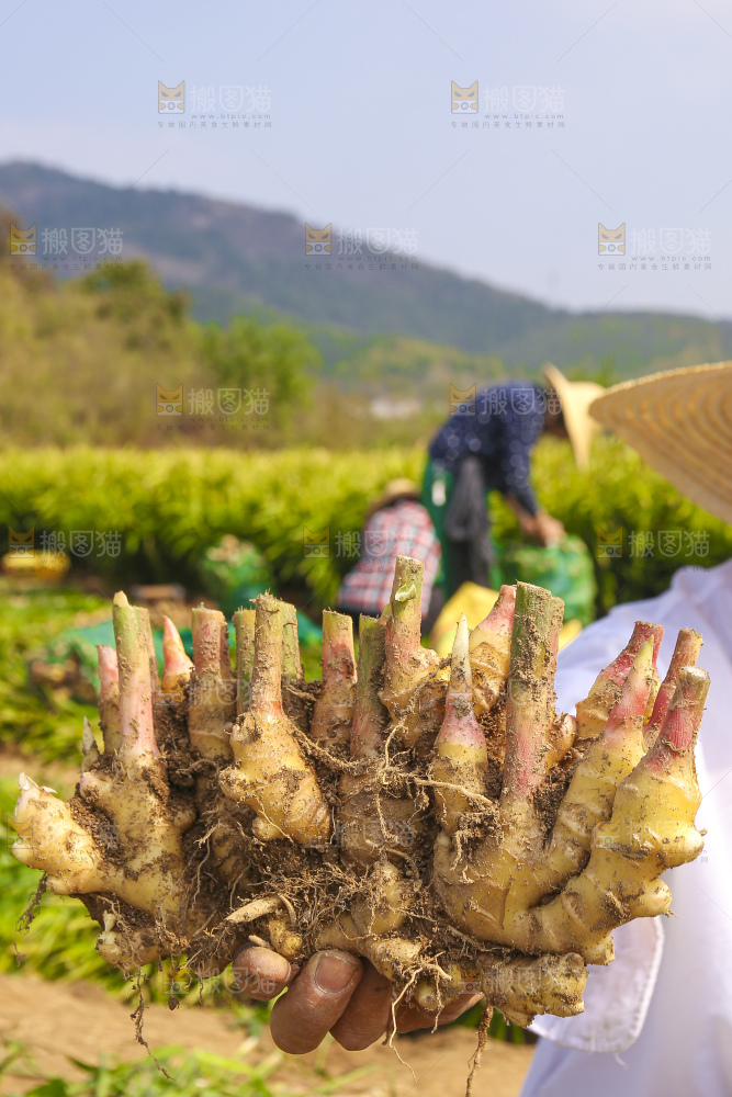 手里拿着新鲜小黄姜