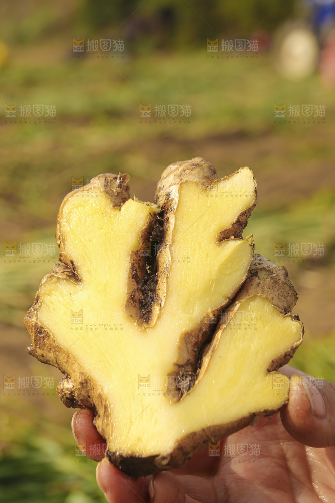 手里拿着新鲜生姜