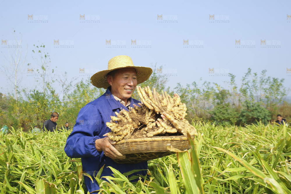 手里拿着新鲜小黄姜