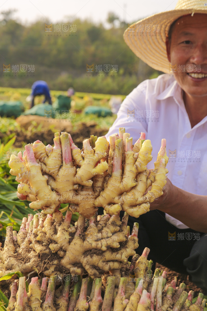 手里拿着新鲜小黄姜