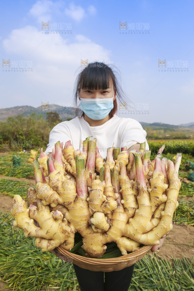 手里拿着新鲜小黄姜