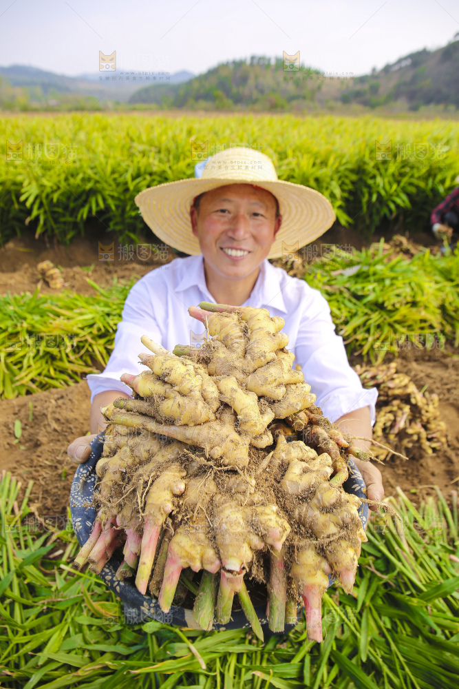 手里拿着新鲜小黄姜