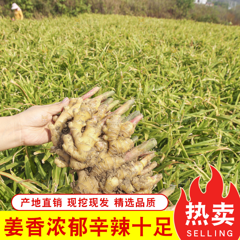 手里拿着新鲜小黄姜