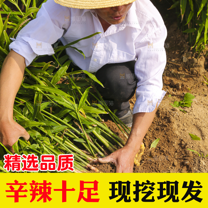 手里拿着新鲜小黄姜