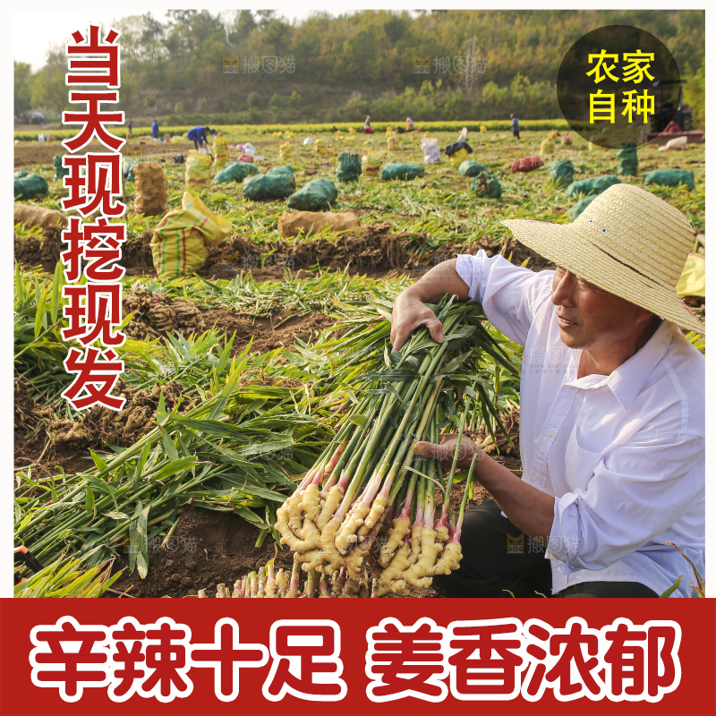 手里拿着新鲜小黄姜
