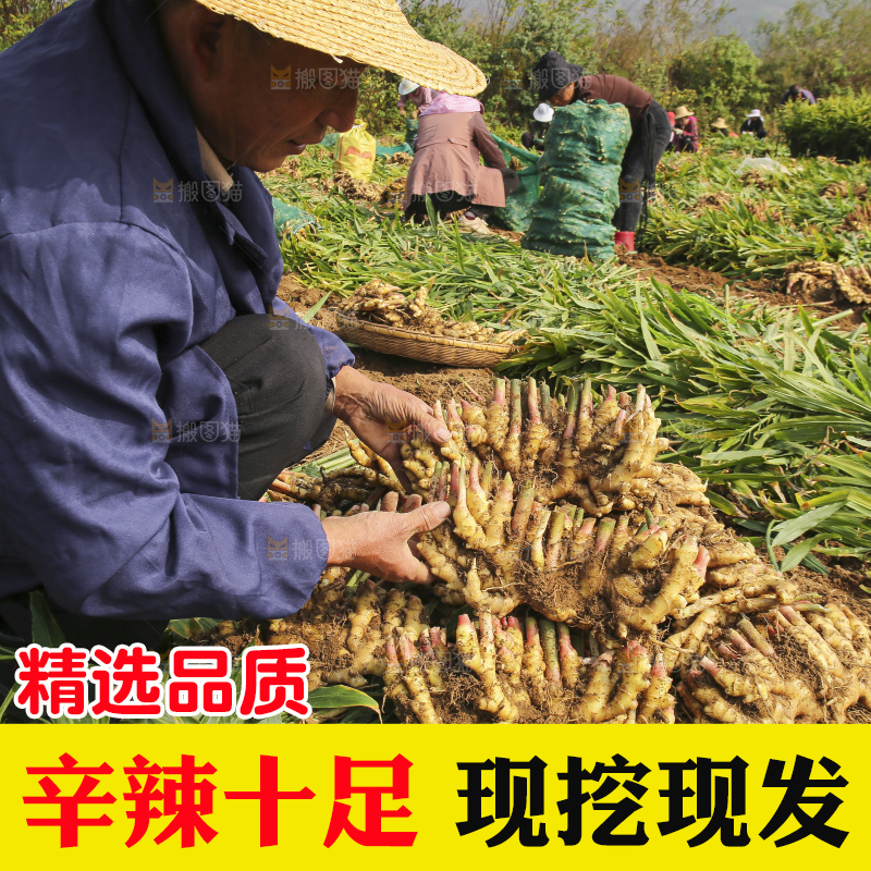 手里拿着新鲜小黄姜